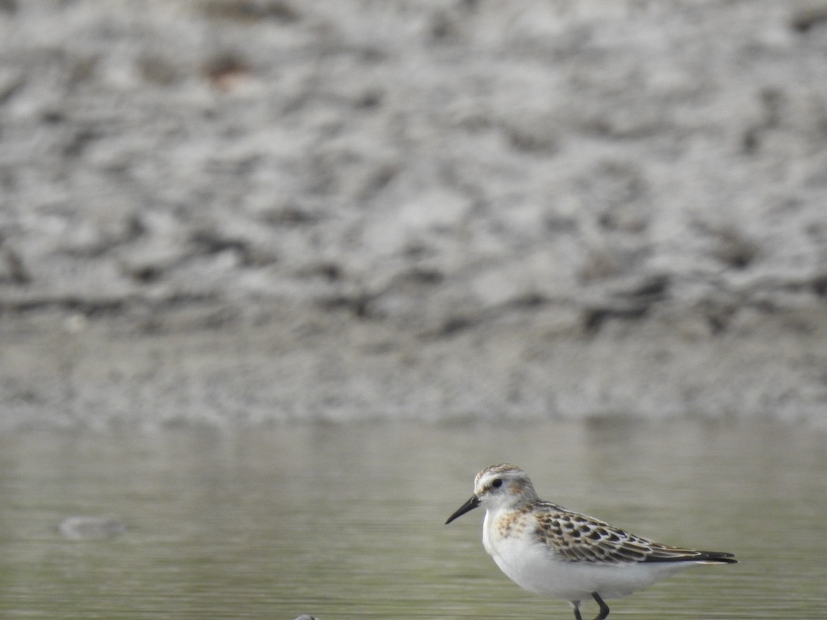 小濱鷸 - ML623581324