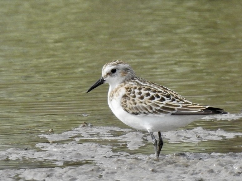 小濱鷸 - ML623581325