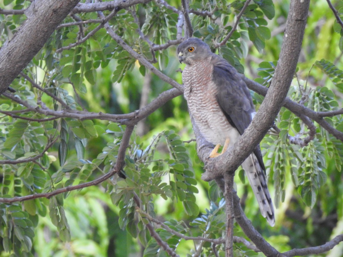 褐耳鷹 - ML623581341