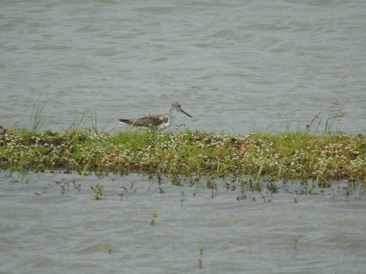 青足鷸 - ML623581360