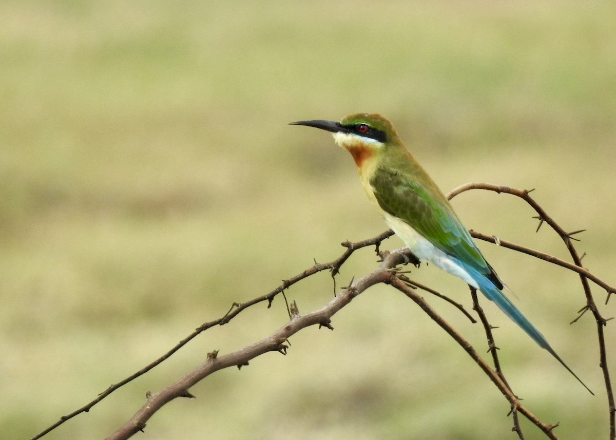 栗喉蜂虎 - ML623581386