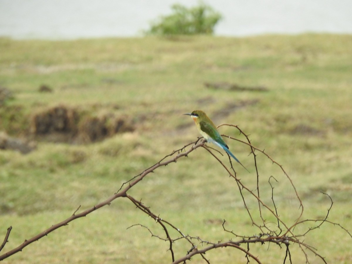 栗喉蜂虎 - ML623581387