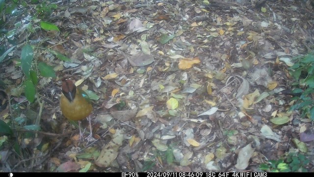 Noisy Pitta - ML623581402