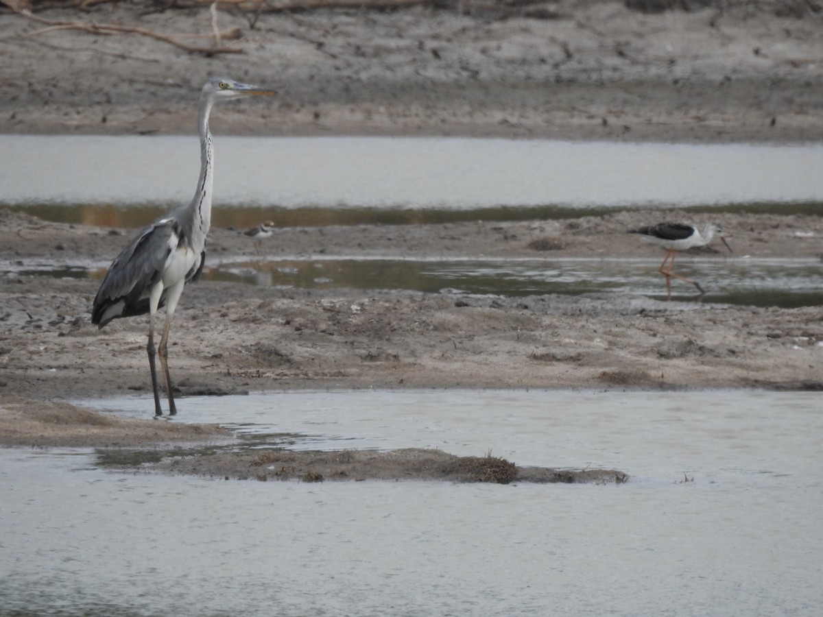 蒼鷺 - ML623581410