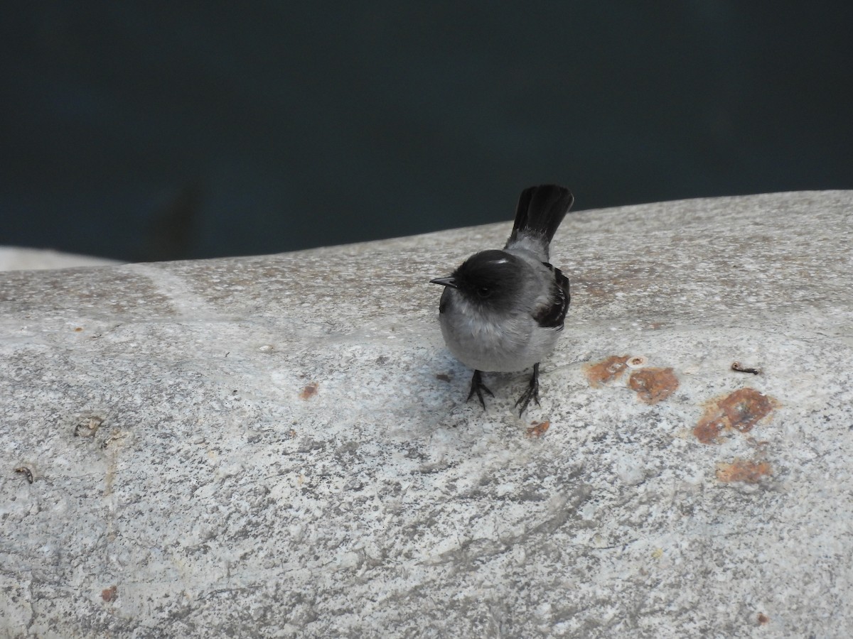 Torrent Tyrannulet - ML623581568