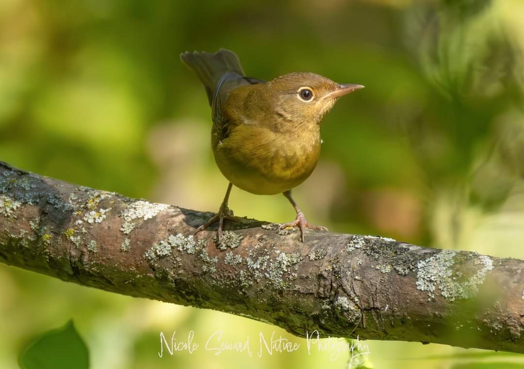 Augenring-Waldsänger - ML623581652