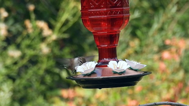 Black-chinned Hummingbird - ML623581663