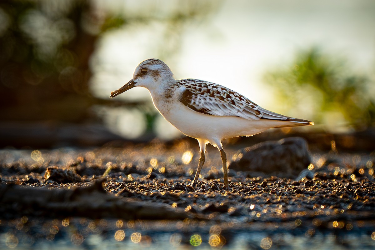 Sanderling - ML623581678