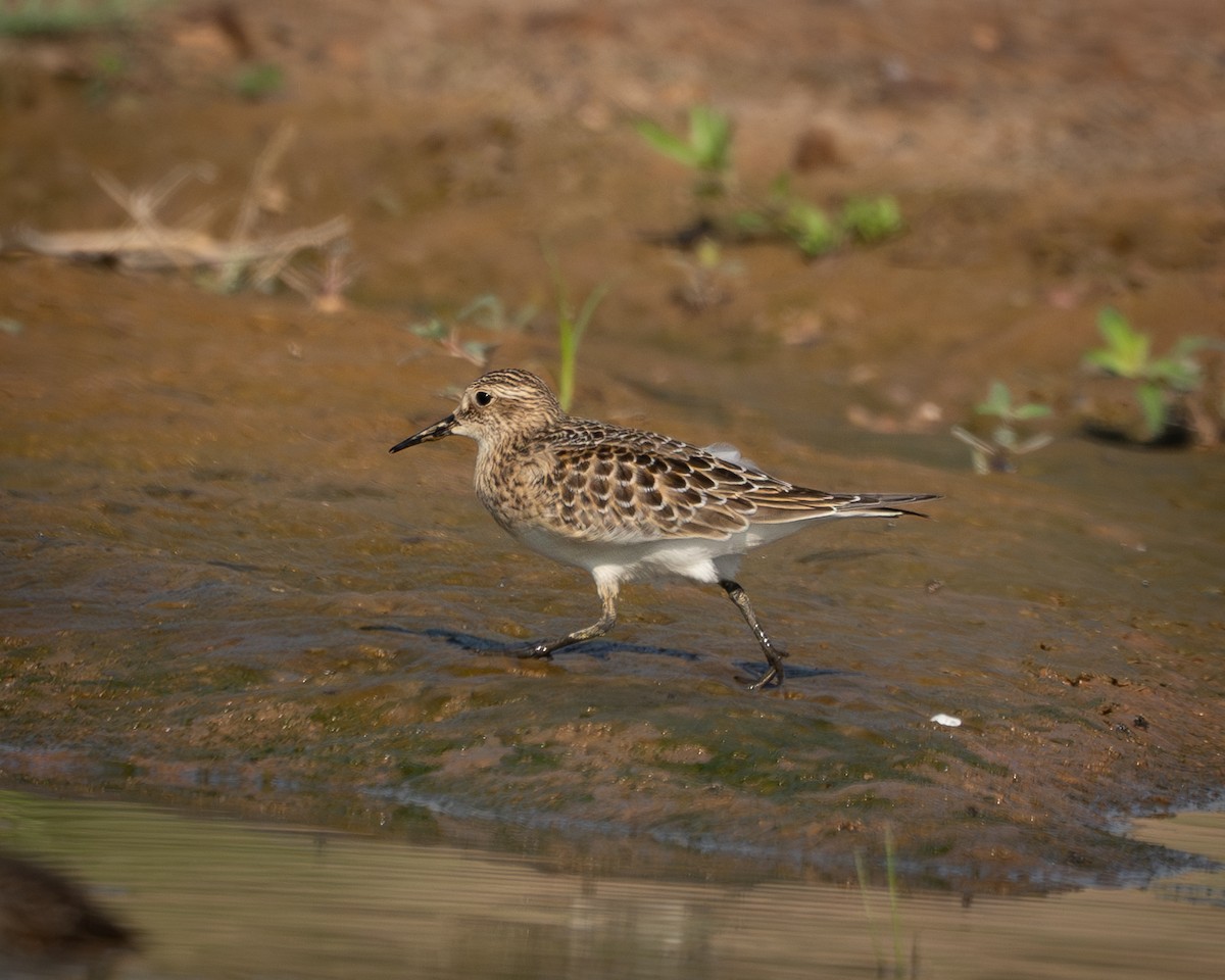 Baird's Sandpiper - ML623581694