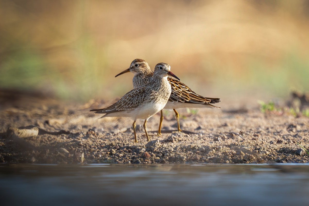 Pectoral Sandpiper - ML623581697