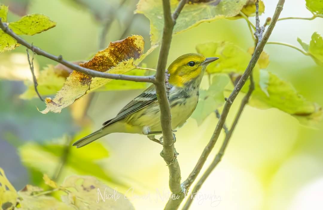 Grünmantel-Waldsänger - ML623581698