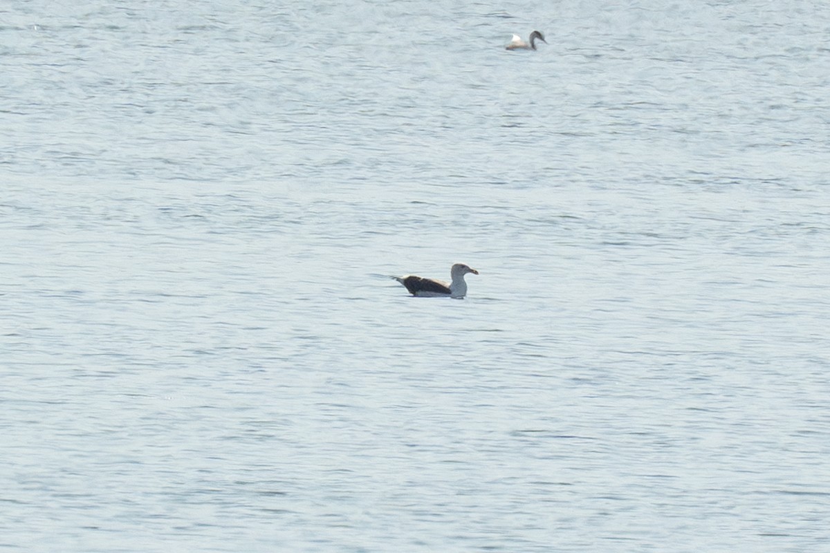 Yellow-footed Gull - ML623581699