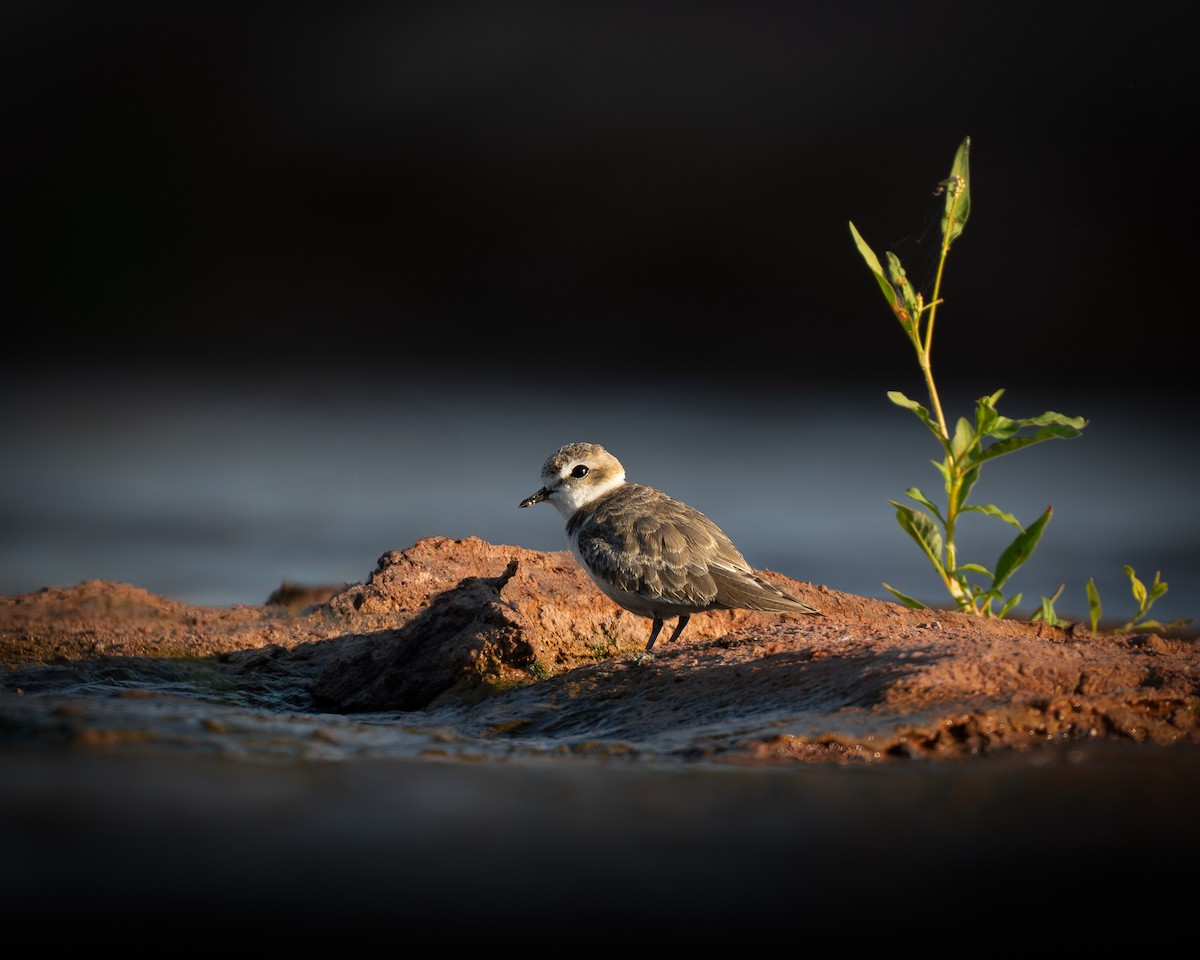 Snowy Plover - ML623581714