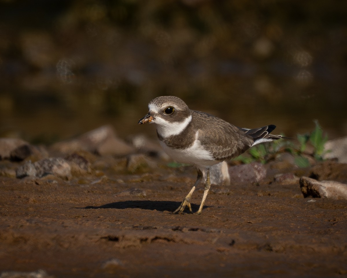 Semipalmated Plover - ML623581723