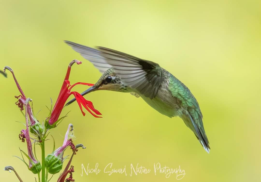 Rubinkehlkolibri - ML623581730