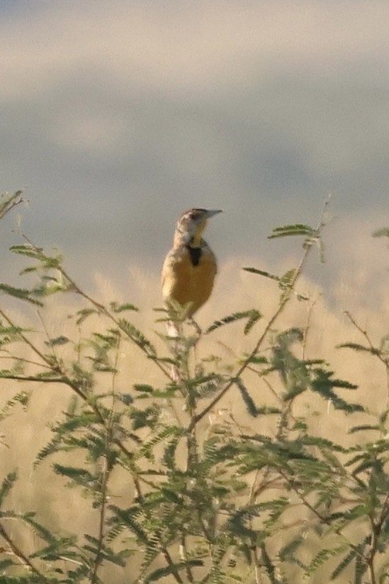 Chihuahuan Meadowlark - ML623581731