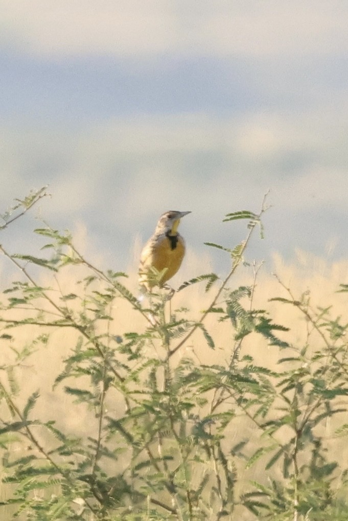 Chihuahuan Meadowlark - ML623581732