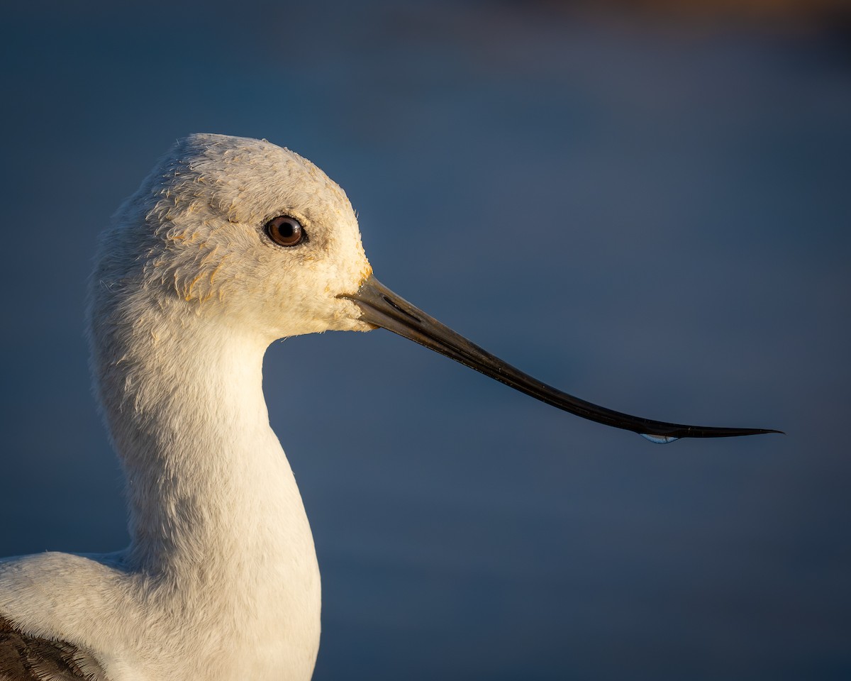 American Avocet - ML623581742