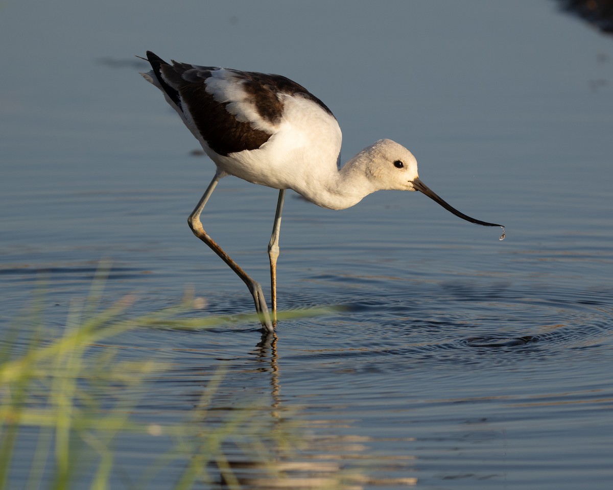 American Avocet - ML623581743