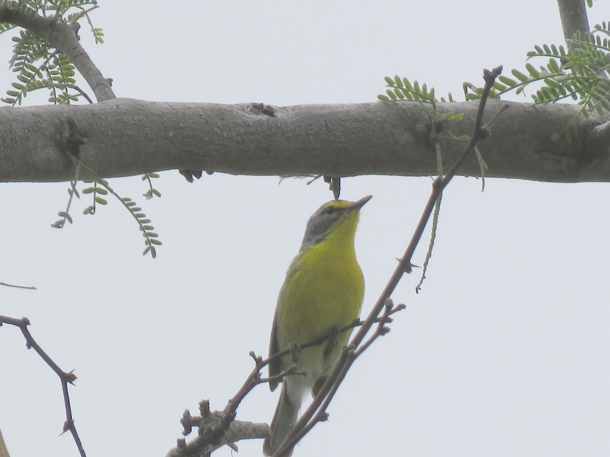 Adelaide's Warbler - ML623581784