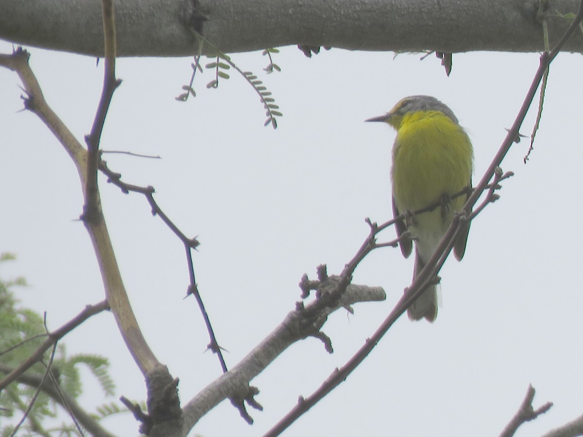 Adelaide's Warbler - ML623581785