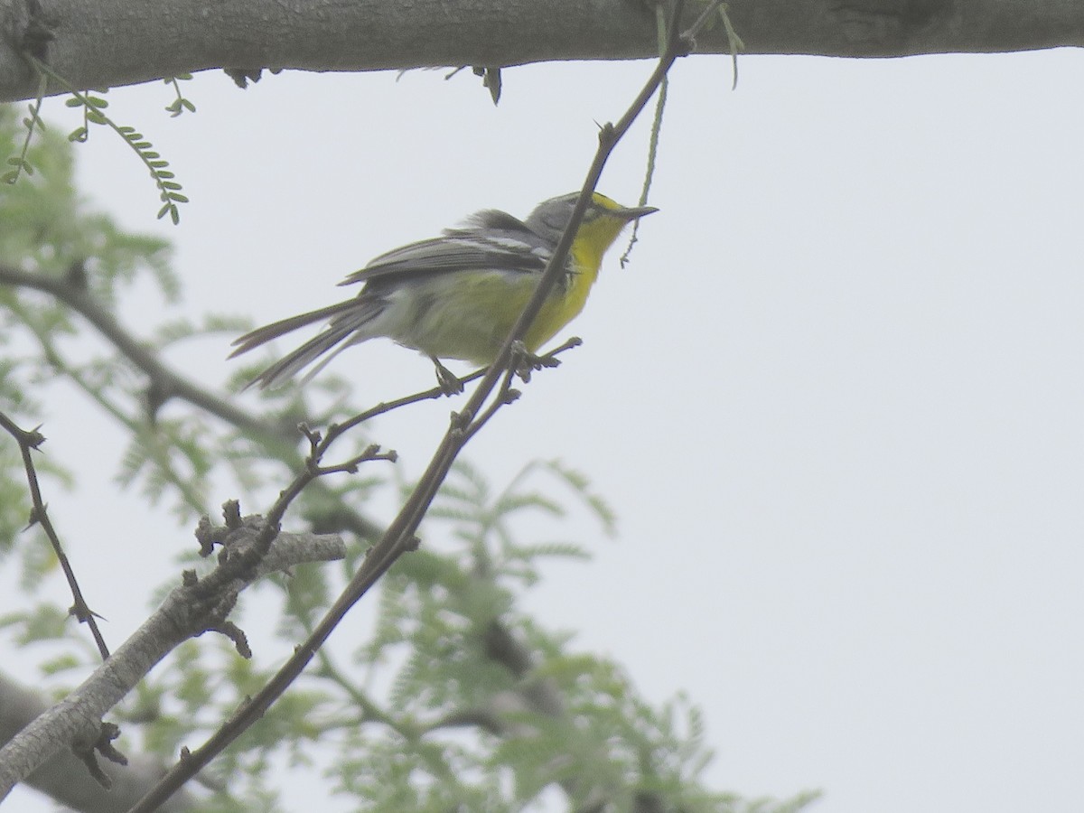 Adelaide's Warbler - ML623581786