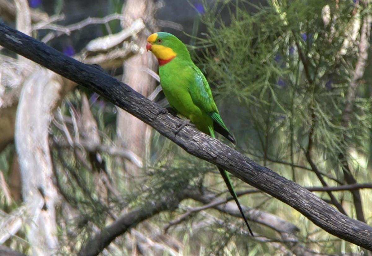 Superb Parrot - ML623581792