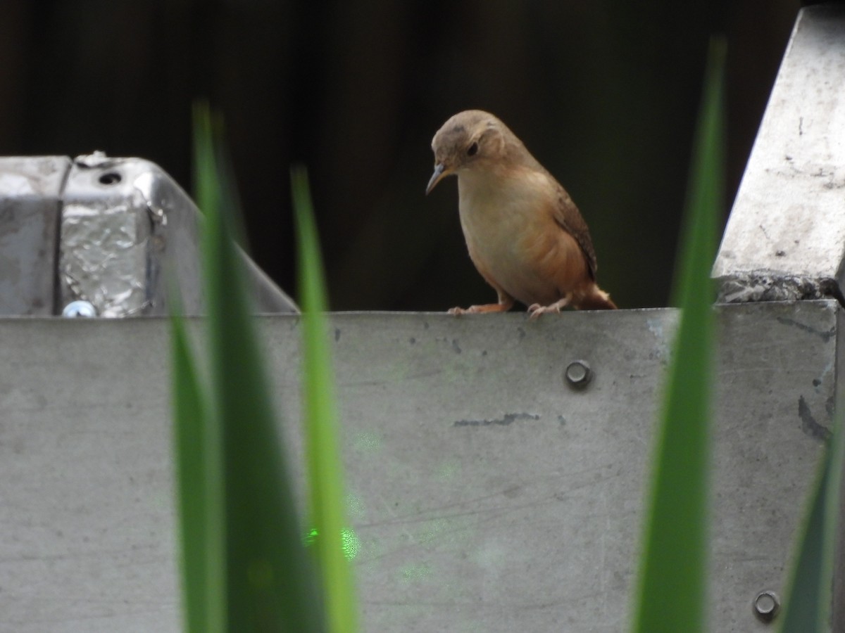 Cinnamon Flycatcher - ML623581793