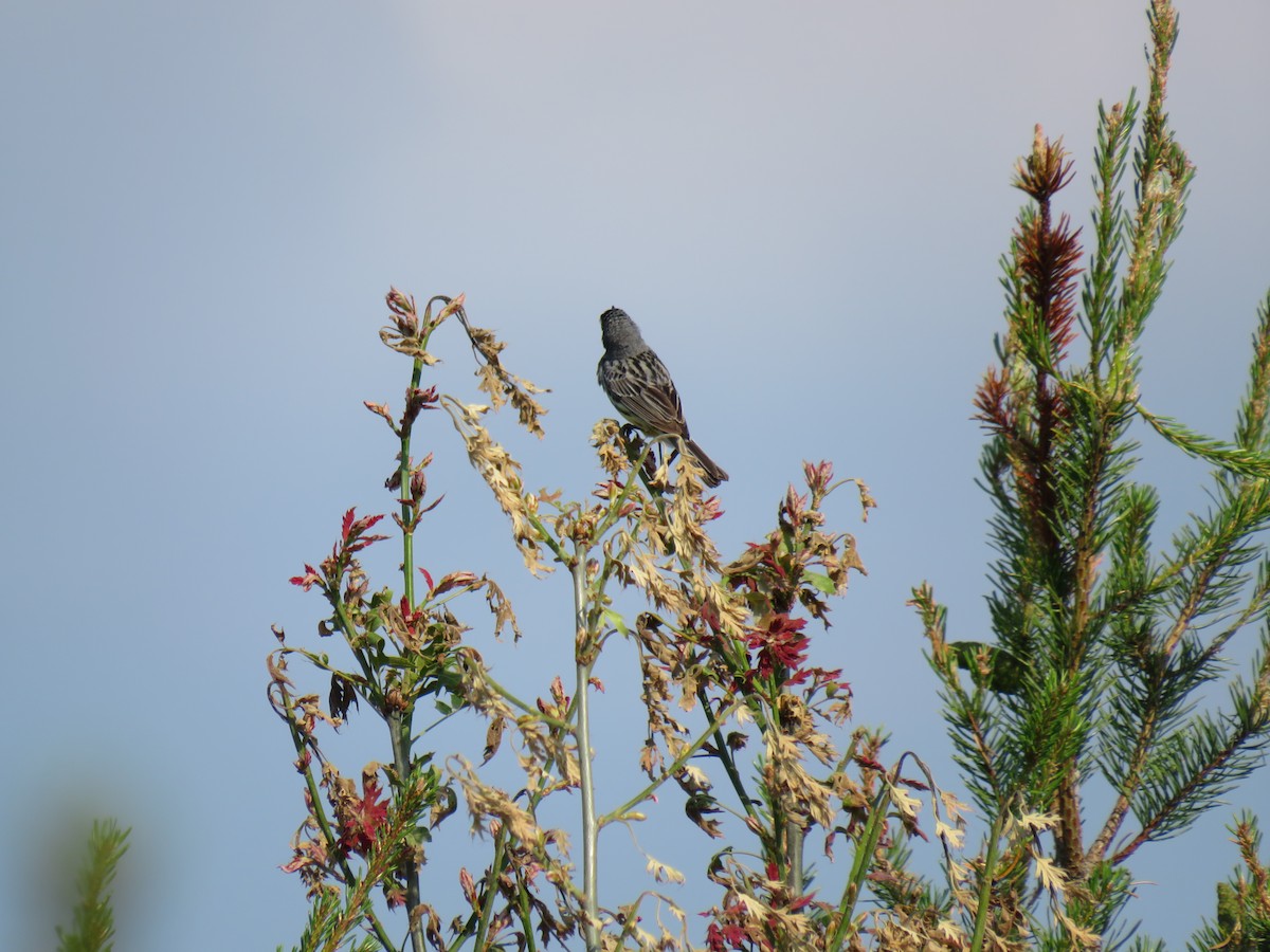 Kirtland's Warbler - Parker S