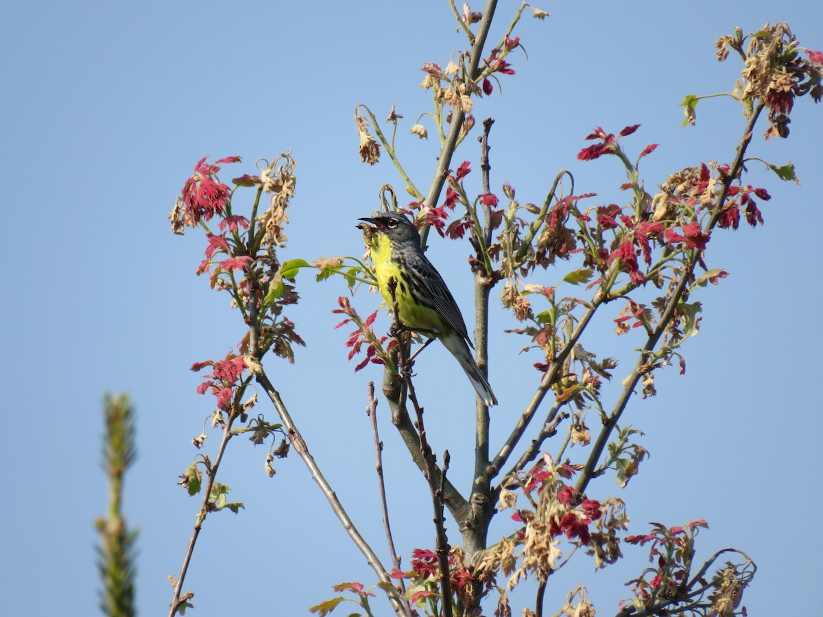 Kirtland's Warbler - Parker S