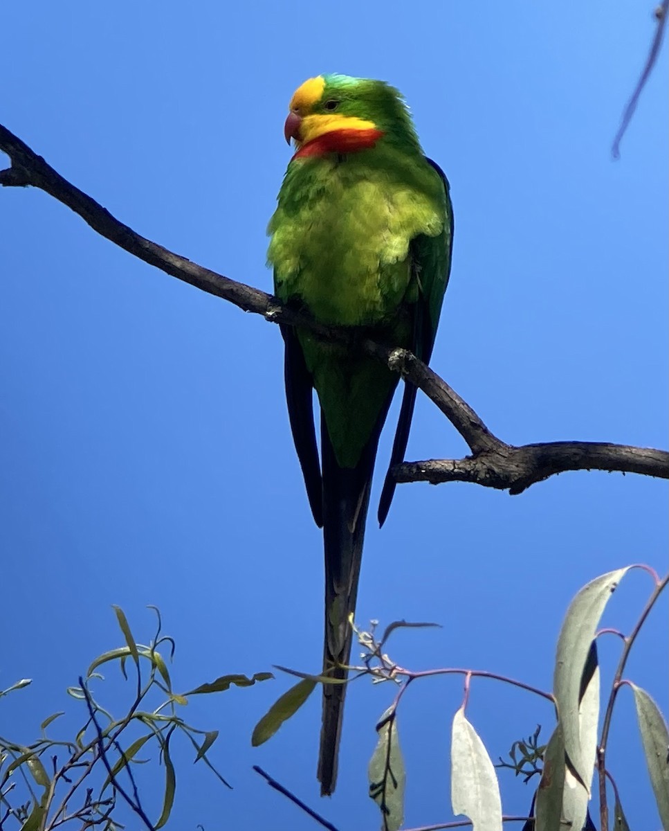 Superb Parrot - ML623581801