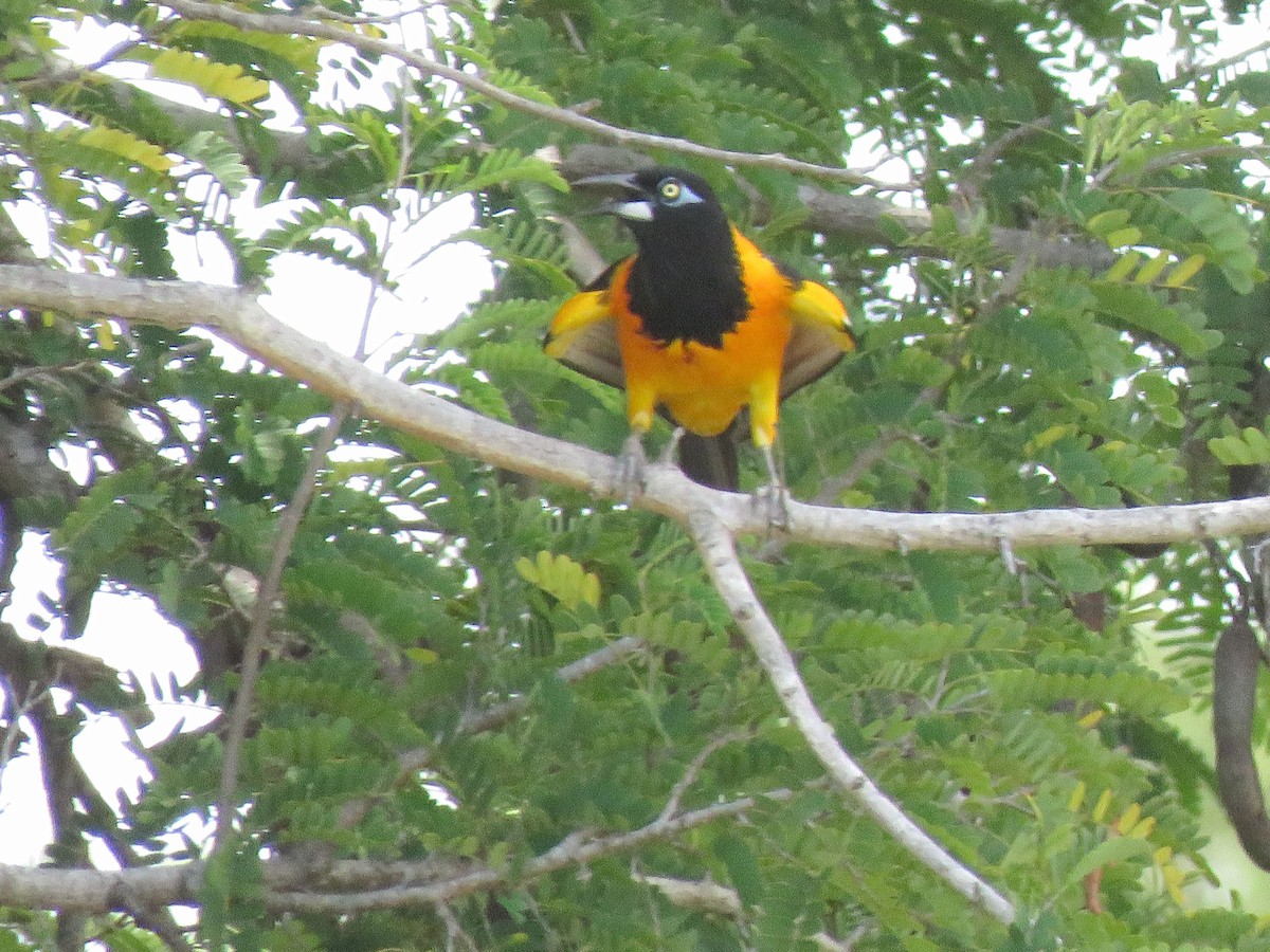 Venezuelan Troupial - ML623581804