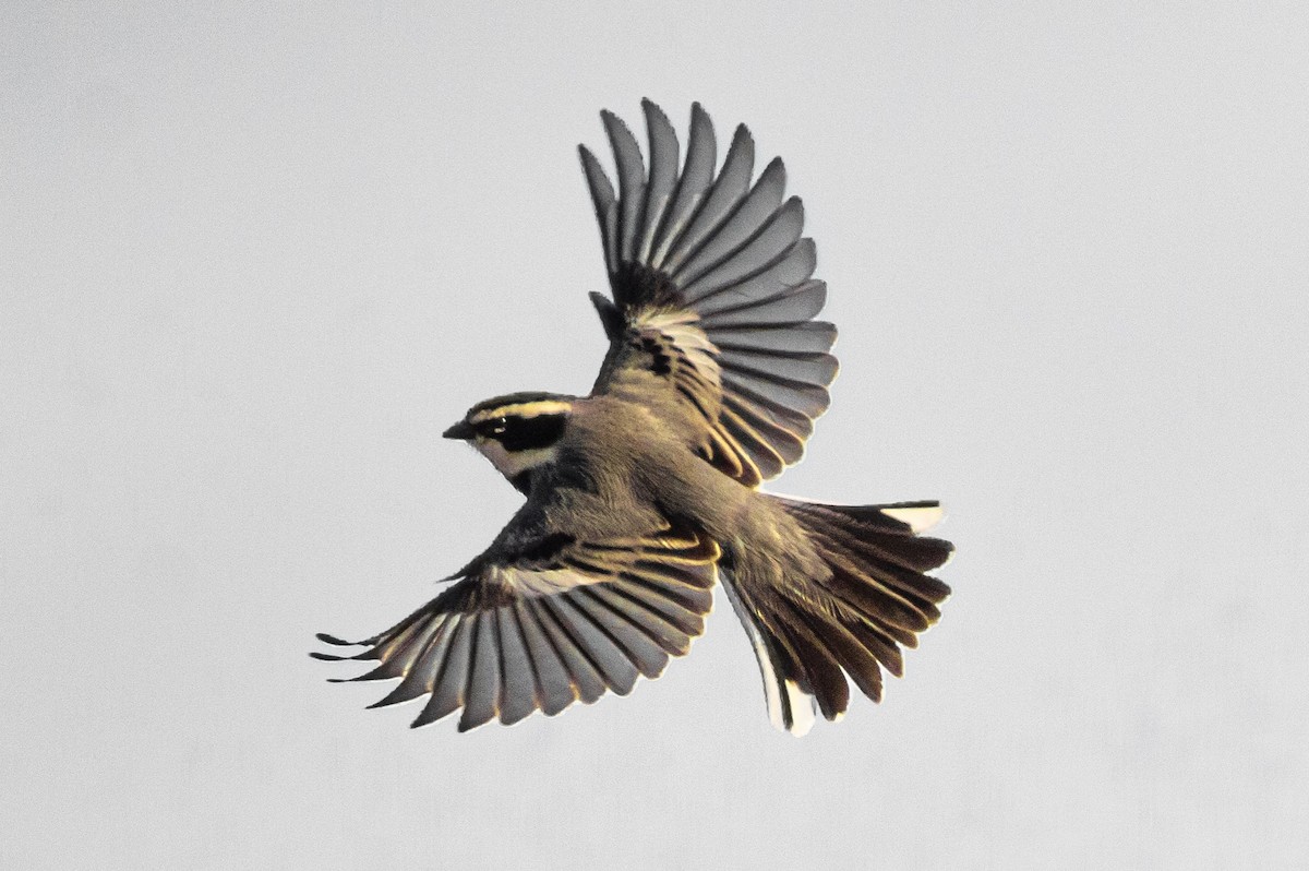 Ringed Warbling Finch - ML623581889