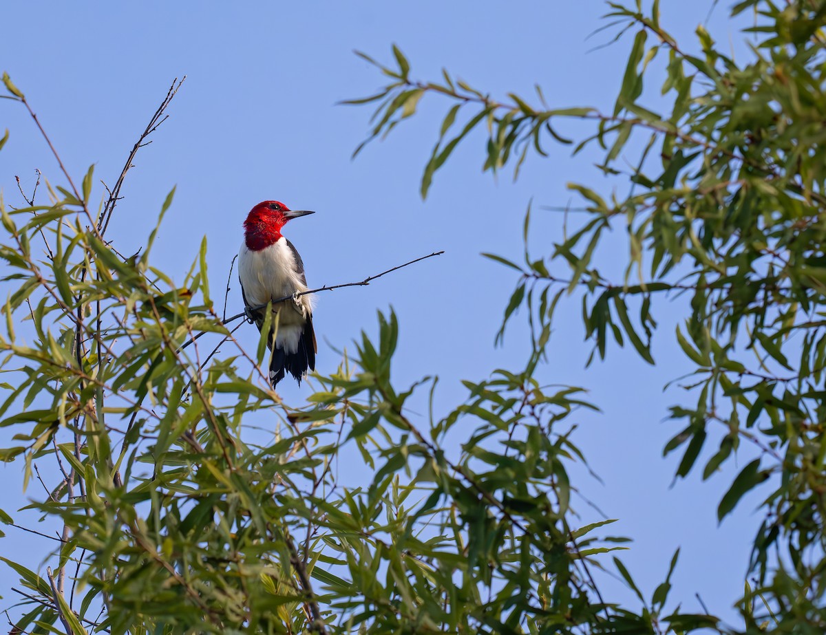 Red-headed Woodpecker - ML623581909