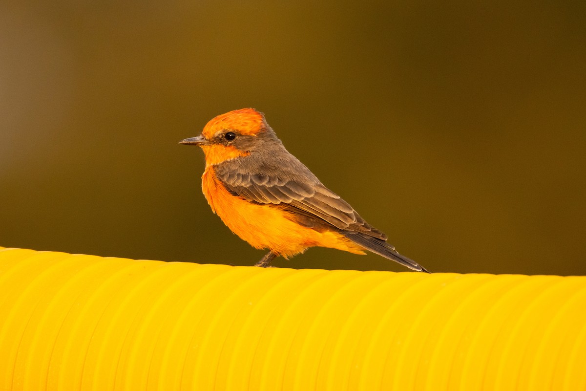 Vermilion Flycatcher - Kathy Snyder