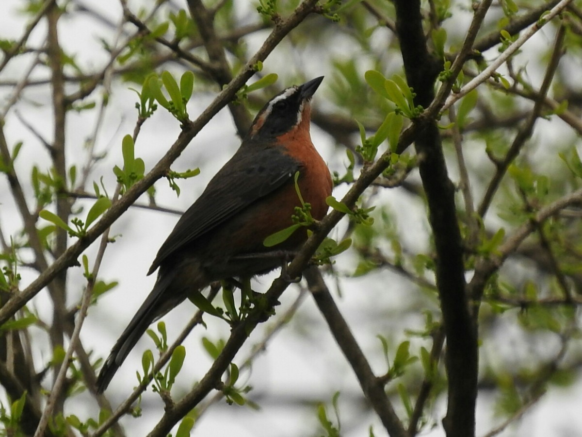 Black-and-rufous Warbling Finch - ML623581972