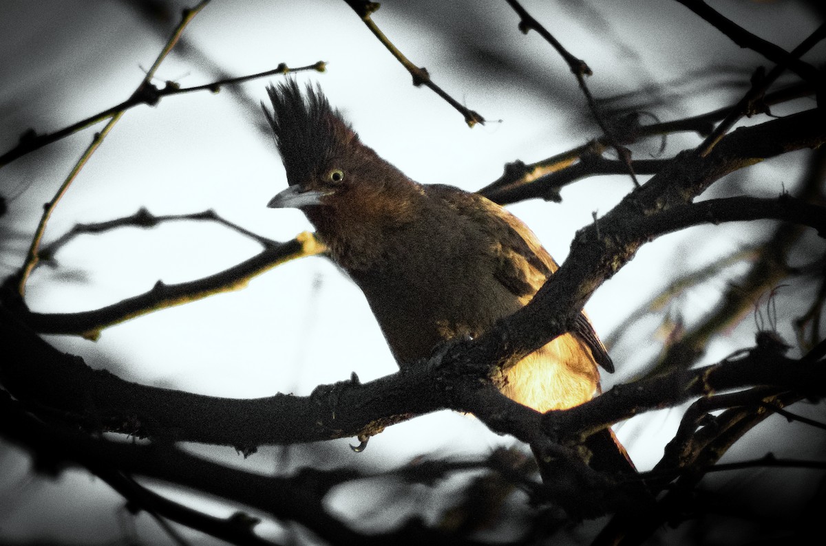 Brown Cacholote - ML623581977