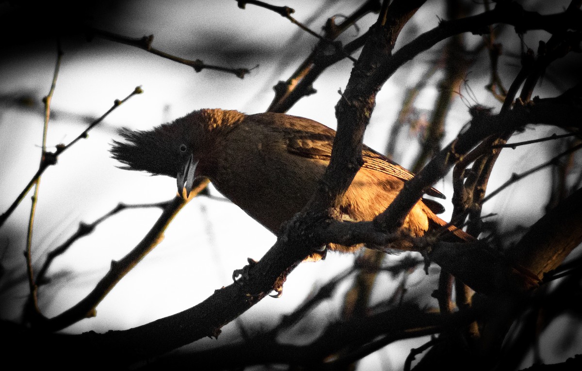 Brown Cacholote - ML623581978