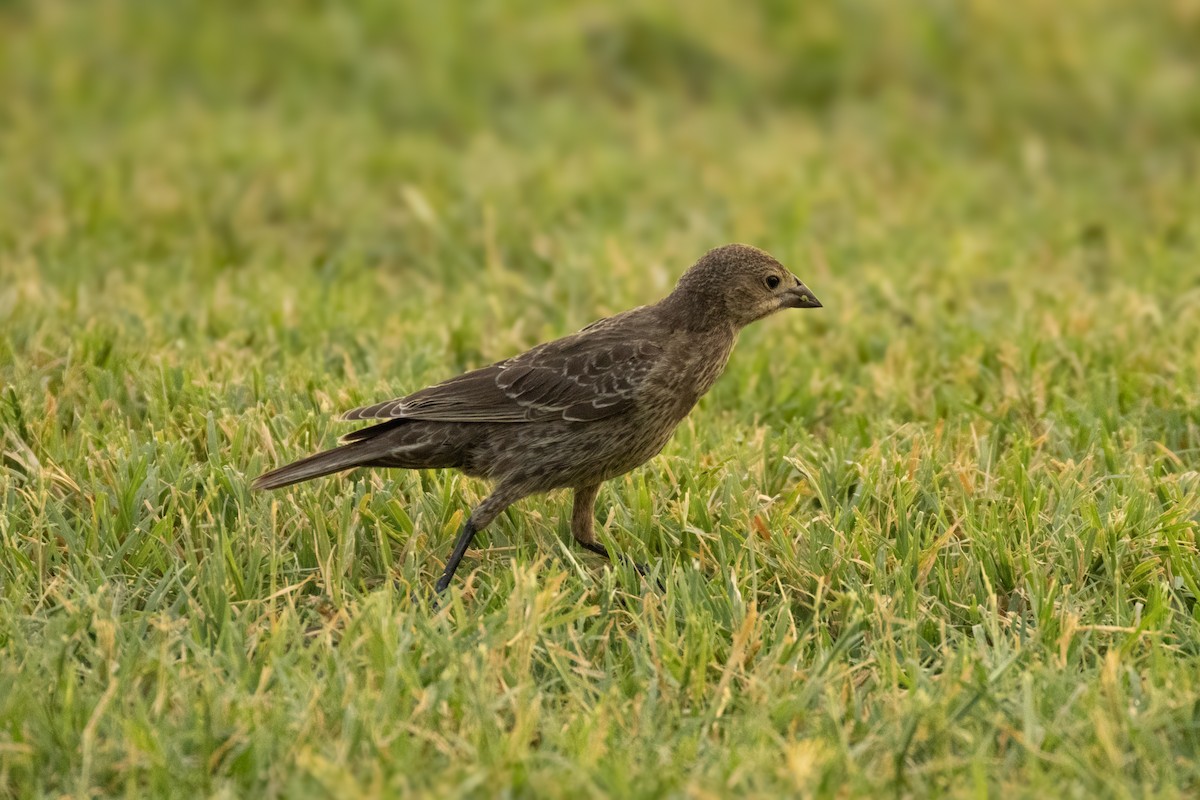 Brown-headed Cowbird - Kathy Snyder