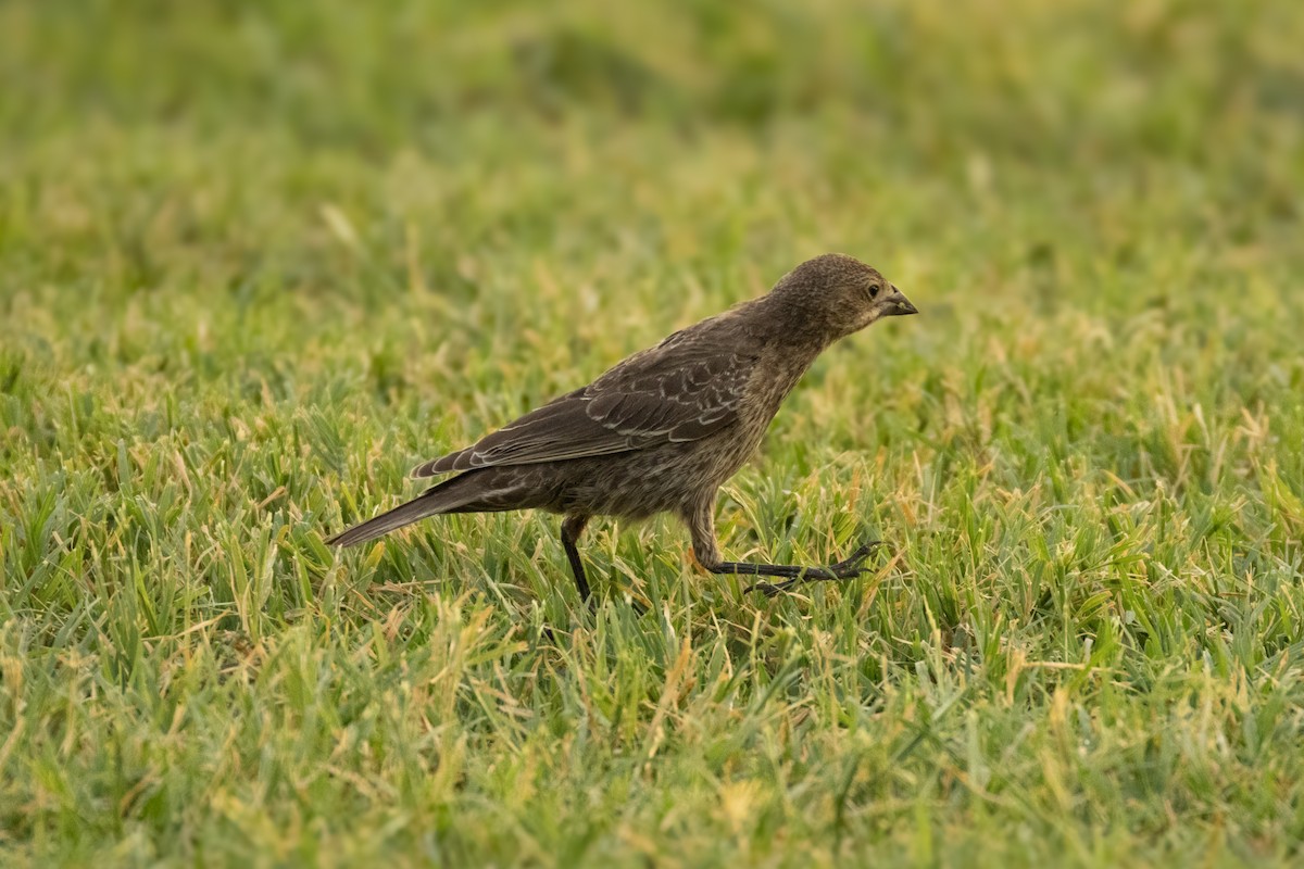 Tordo Cabecipardo - ML623581982