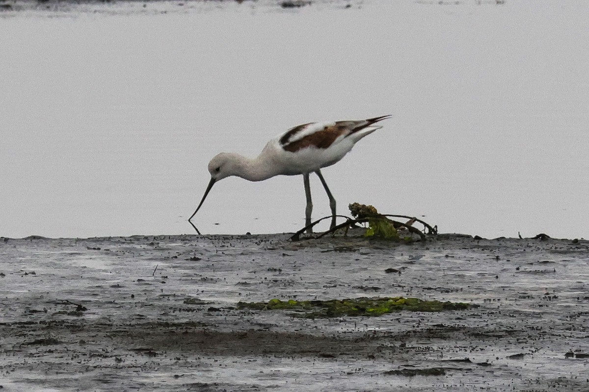 American Avocet - ML623581993