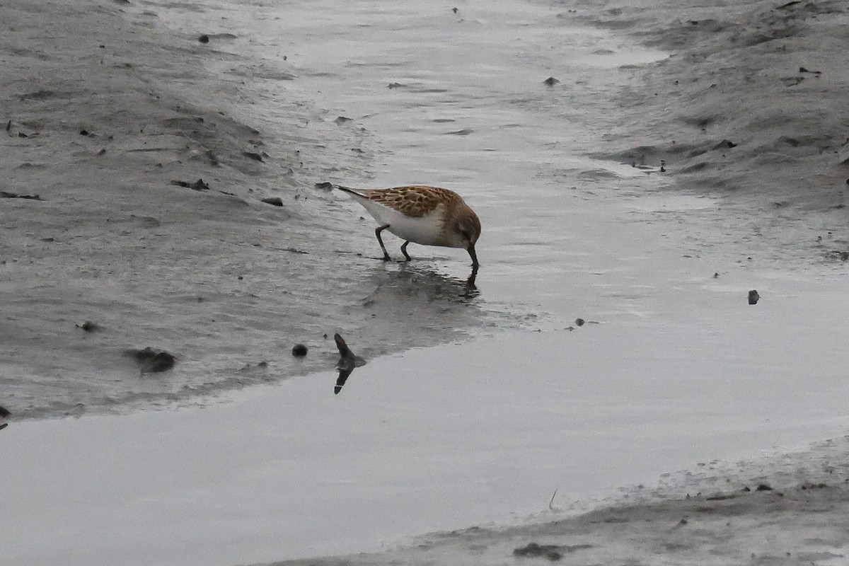 Western Sandpiper - ML623582003