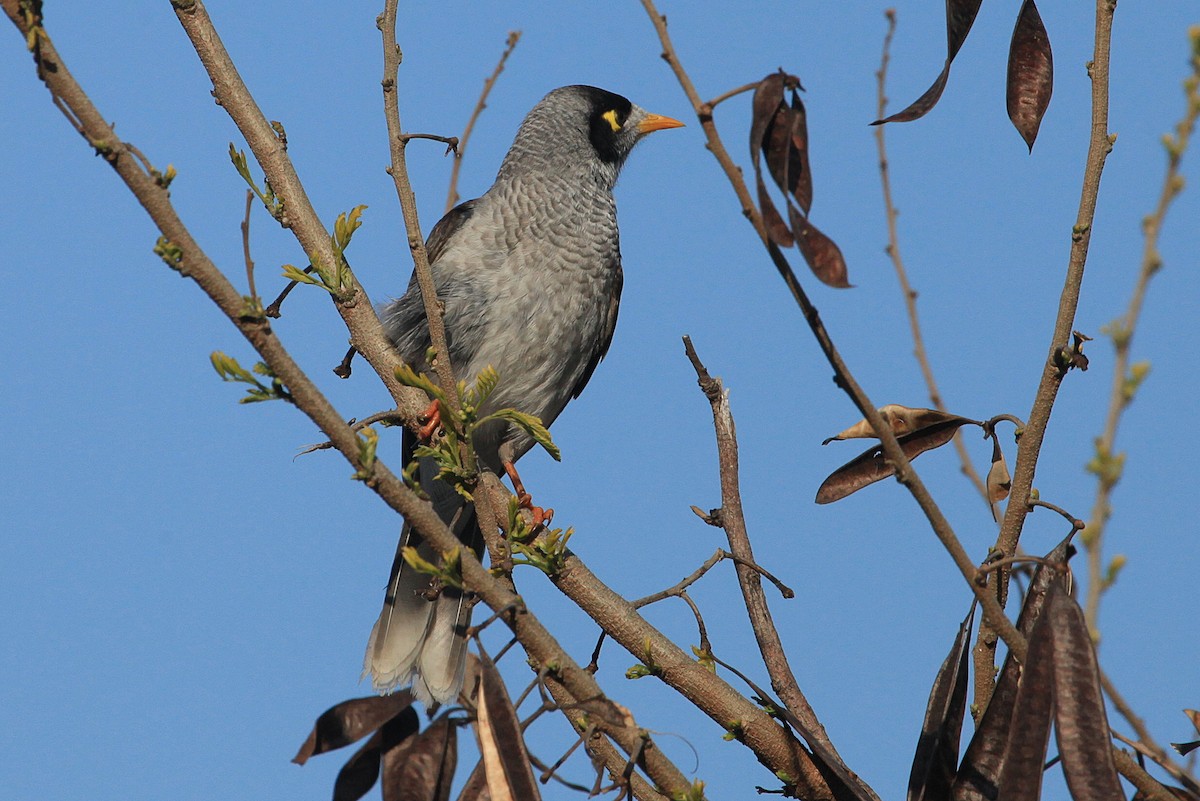 Weißstirn-Schwatzvogel - ML623582019