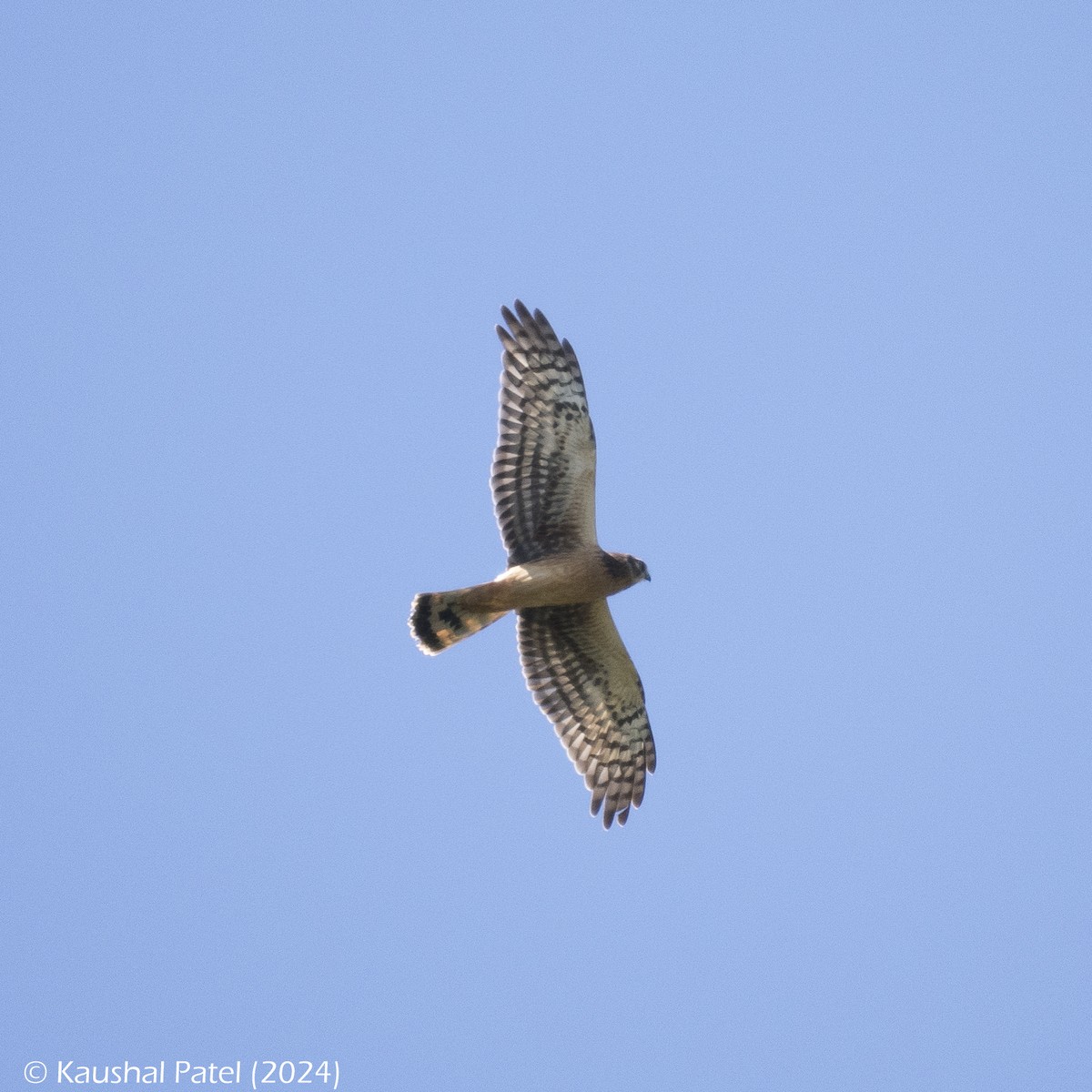 Northern Harrier - ML623582027