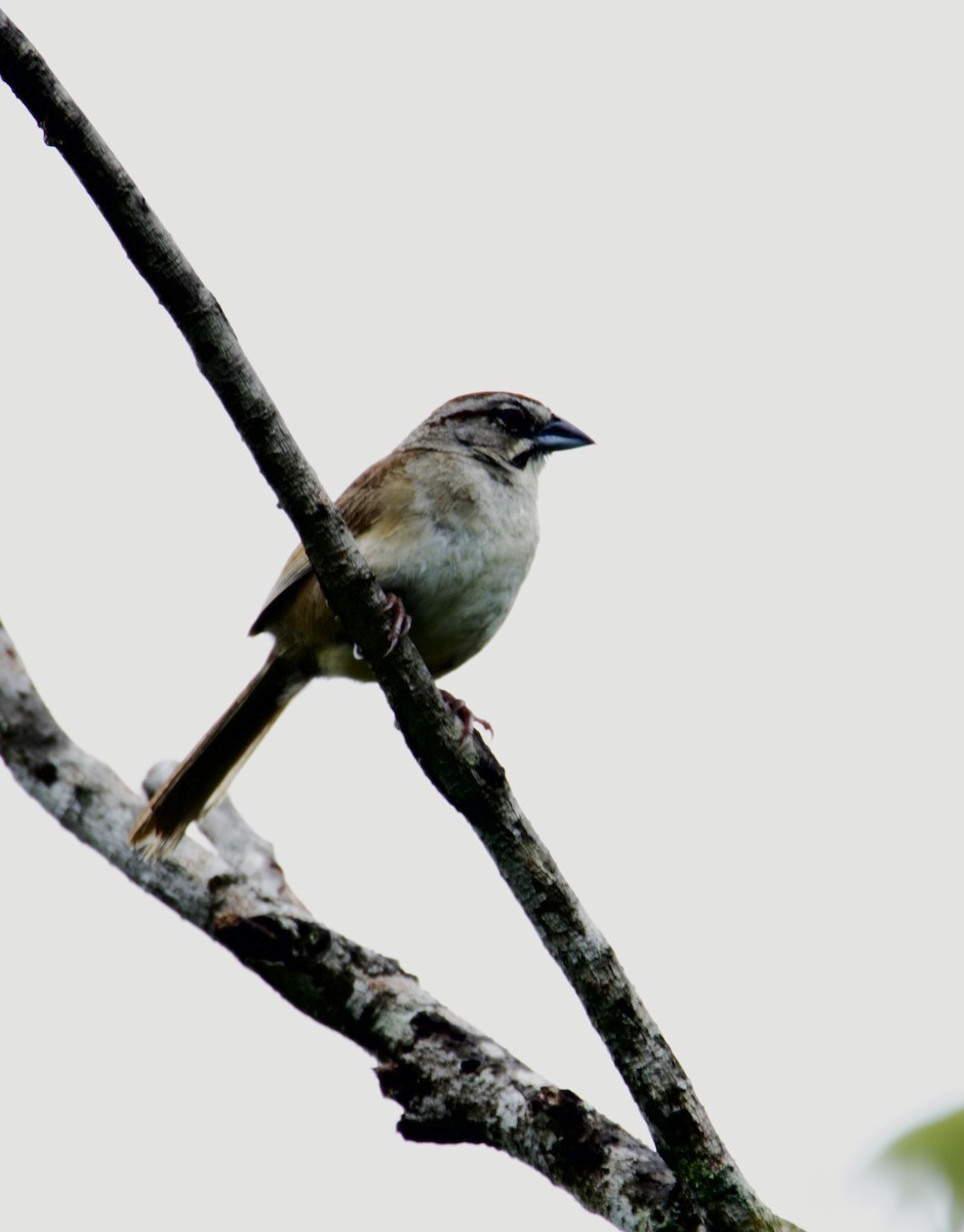 Rusty Sparrow - ML623582036