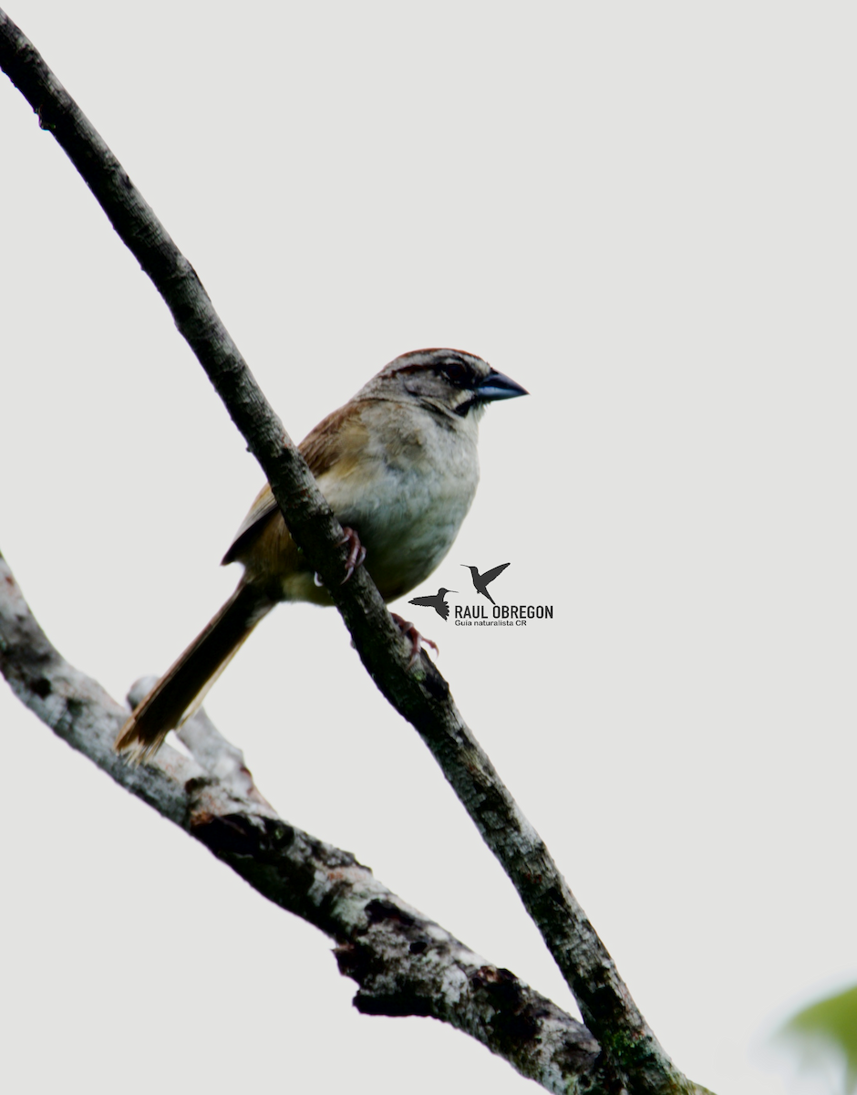 Rusty Sparrow - ML623582037