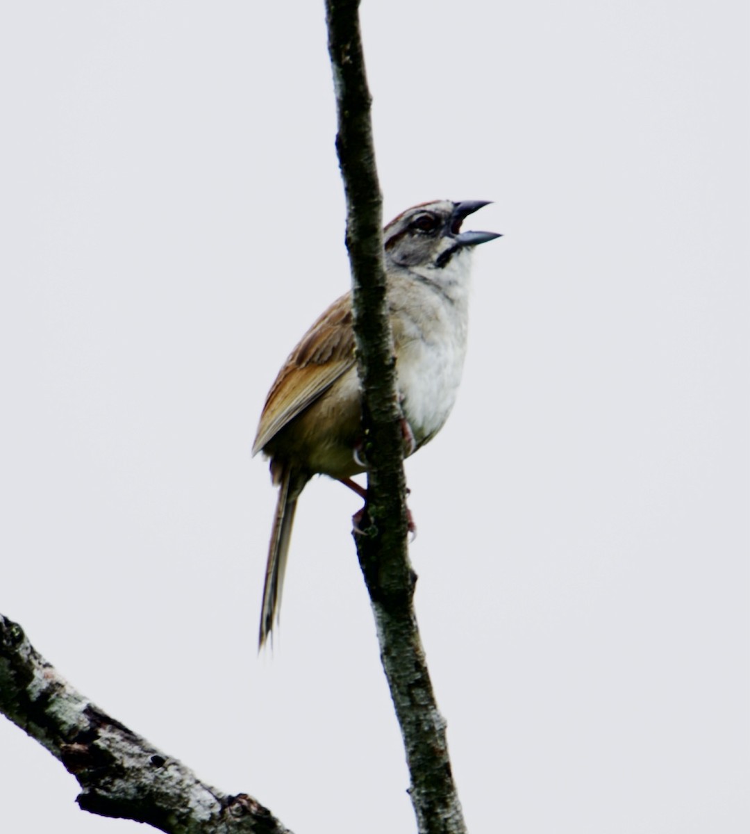 Rusty Sparrow - ML623582038