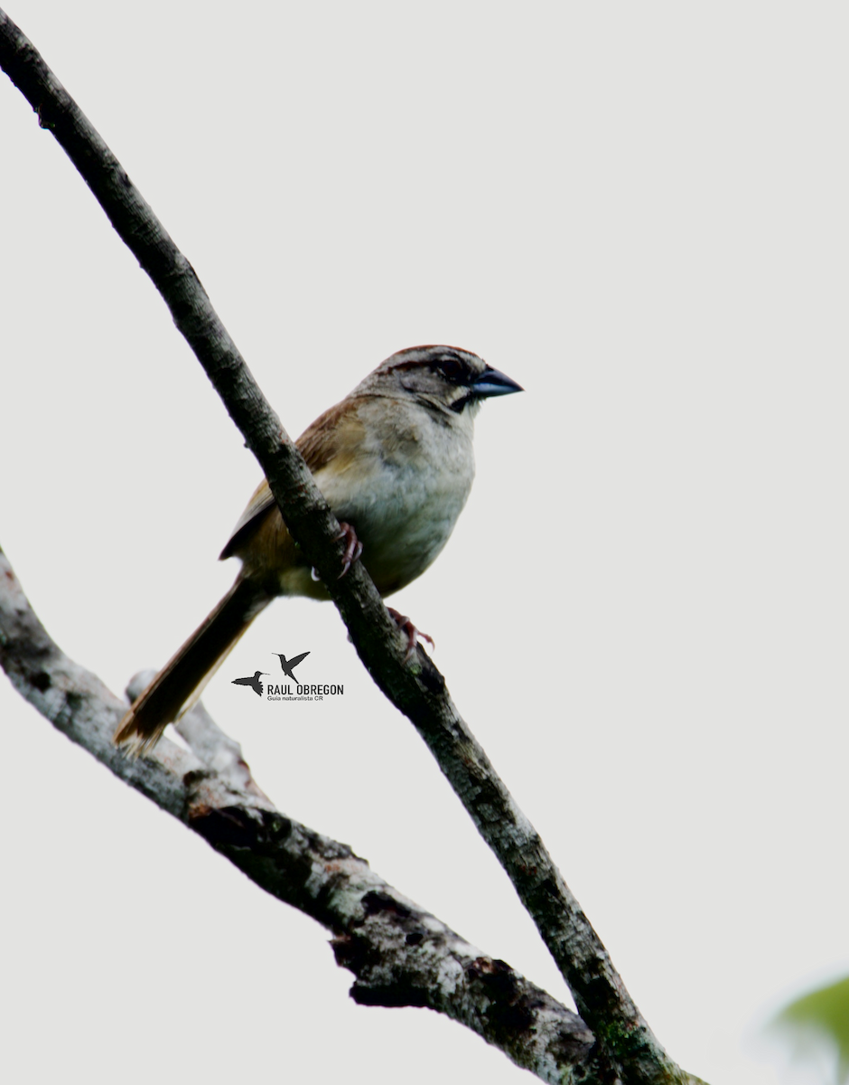 Rusty Sparrow - ML623582039