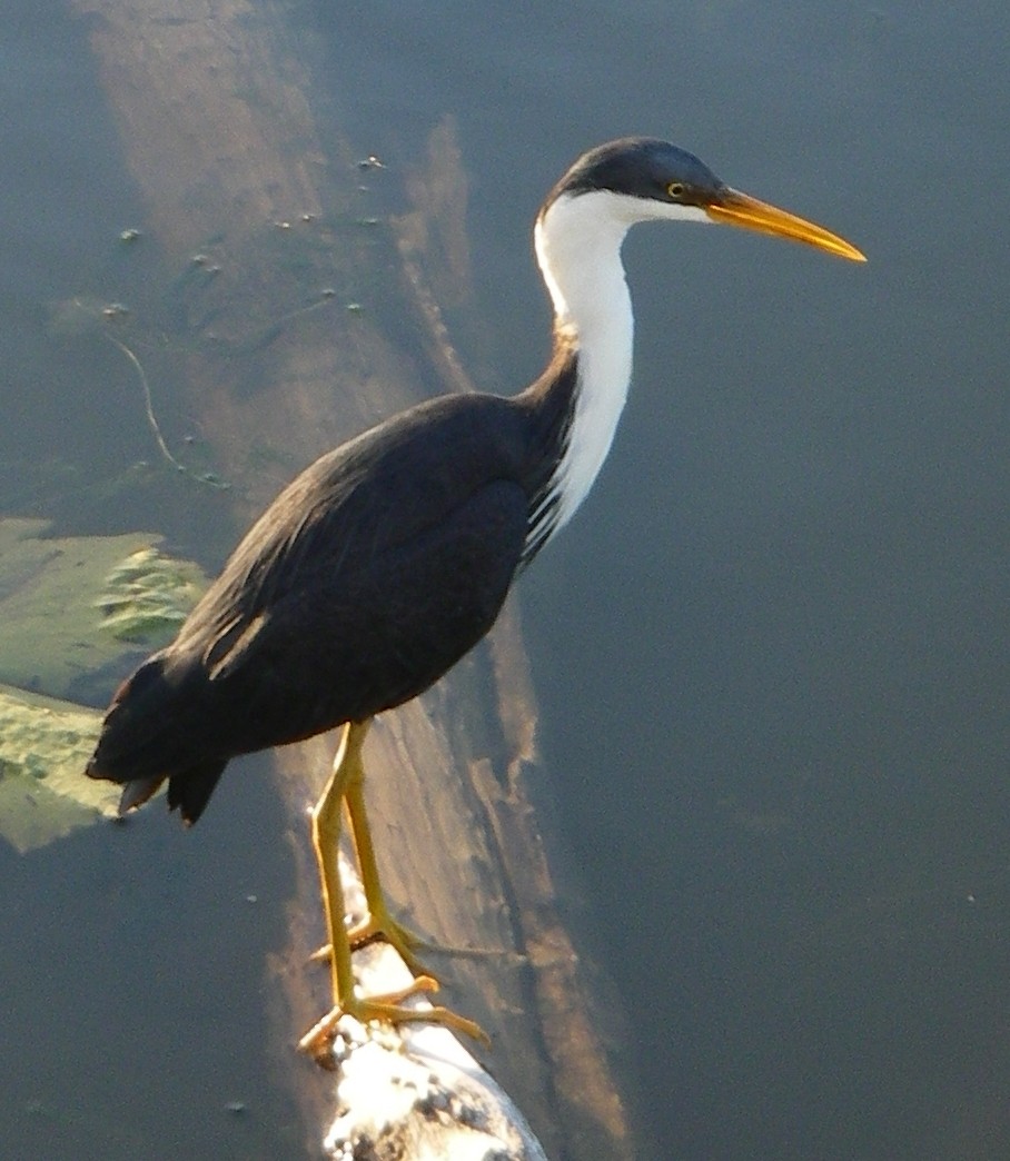 Pied Heron - Rex Matthews