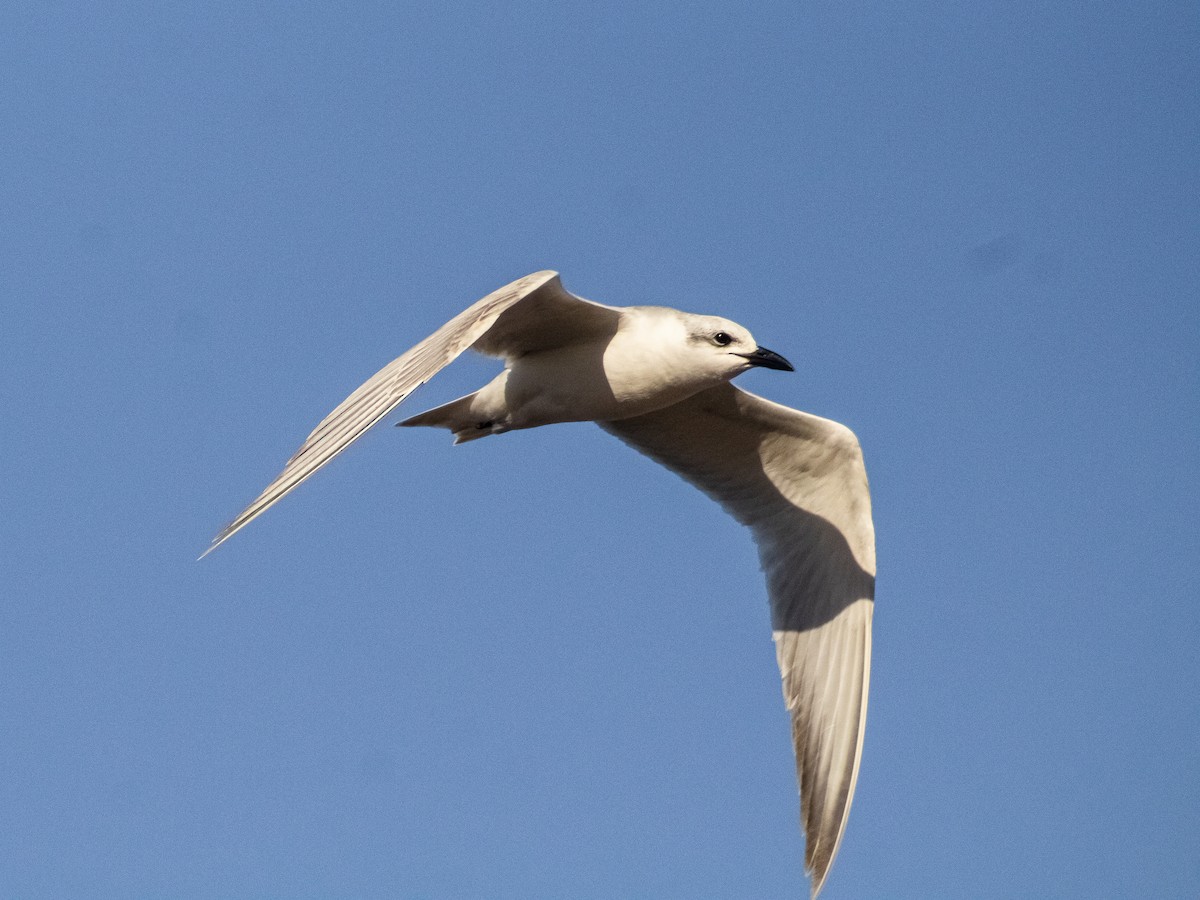 Gull-billed Tern - Santiago P.S